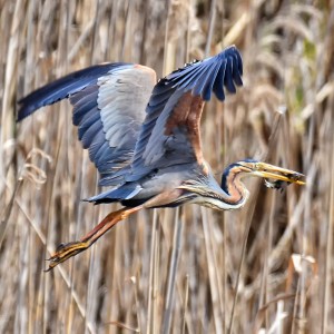 Purple Heron